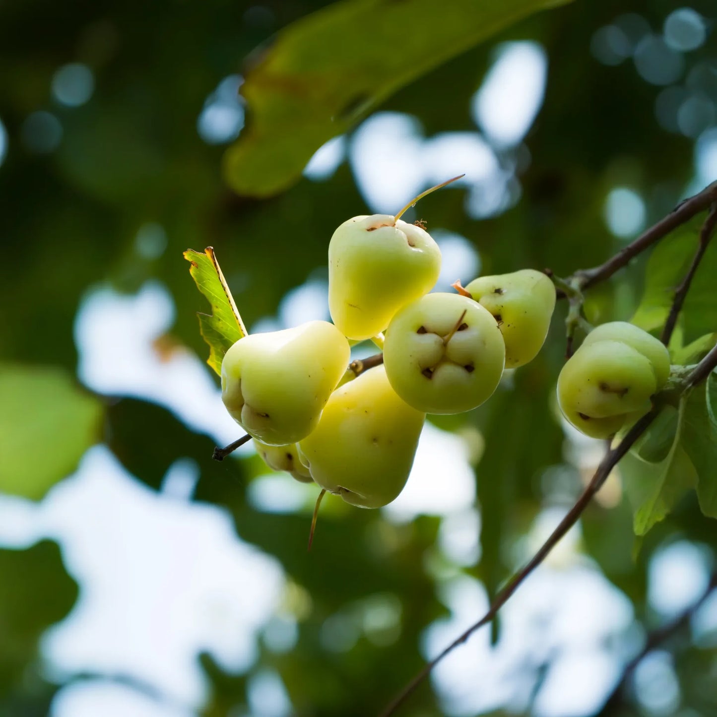 Wax Jambu, Green (Syzygium samarangense)