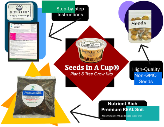 American Holly | Tree Seed Starter Grow Kit | Seeds In A Cup®