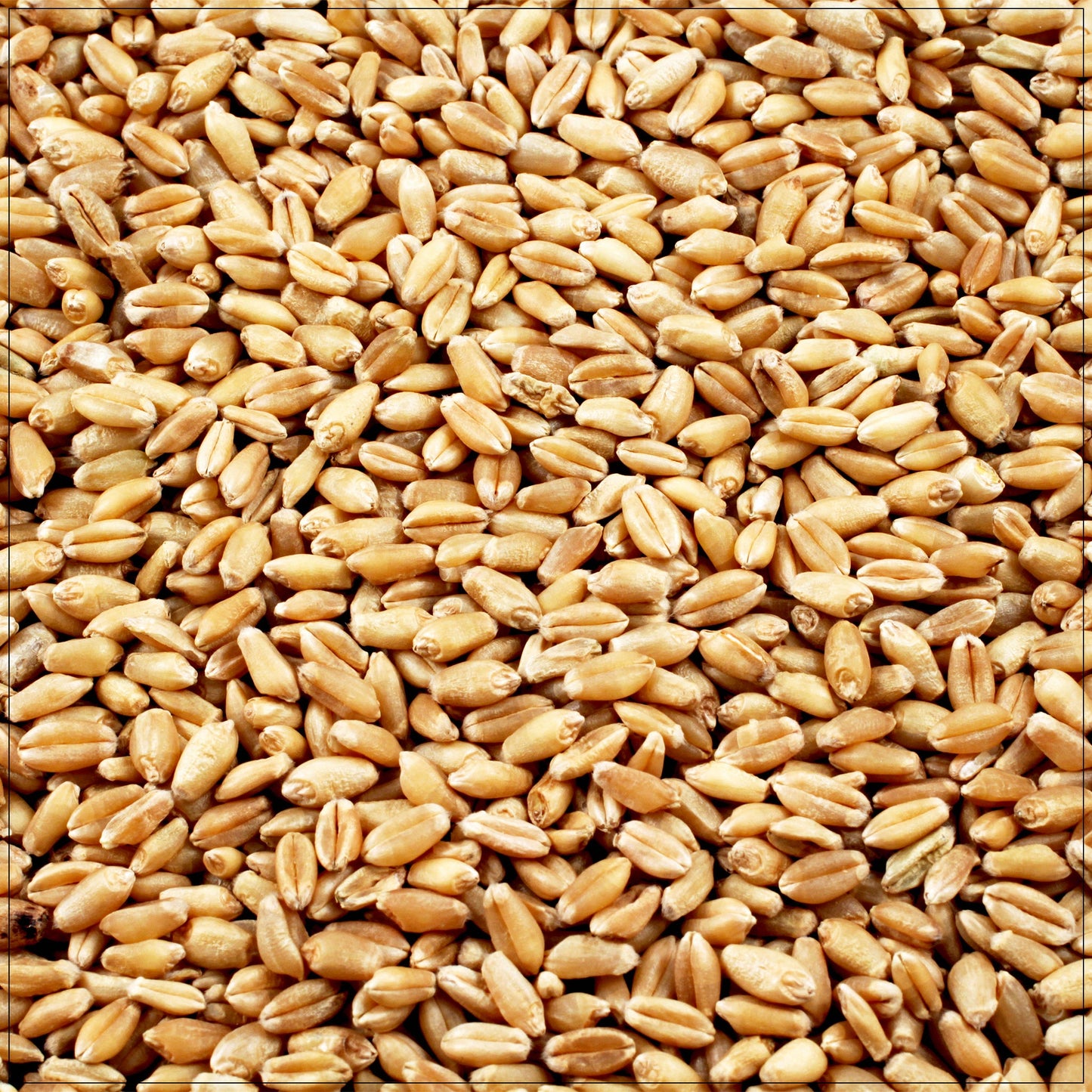 Wheat Berries