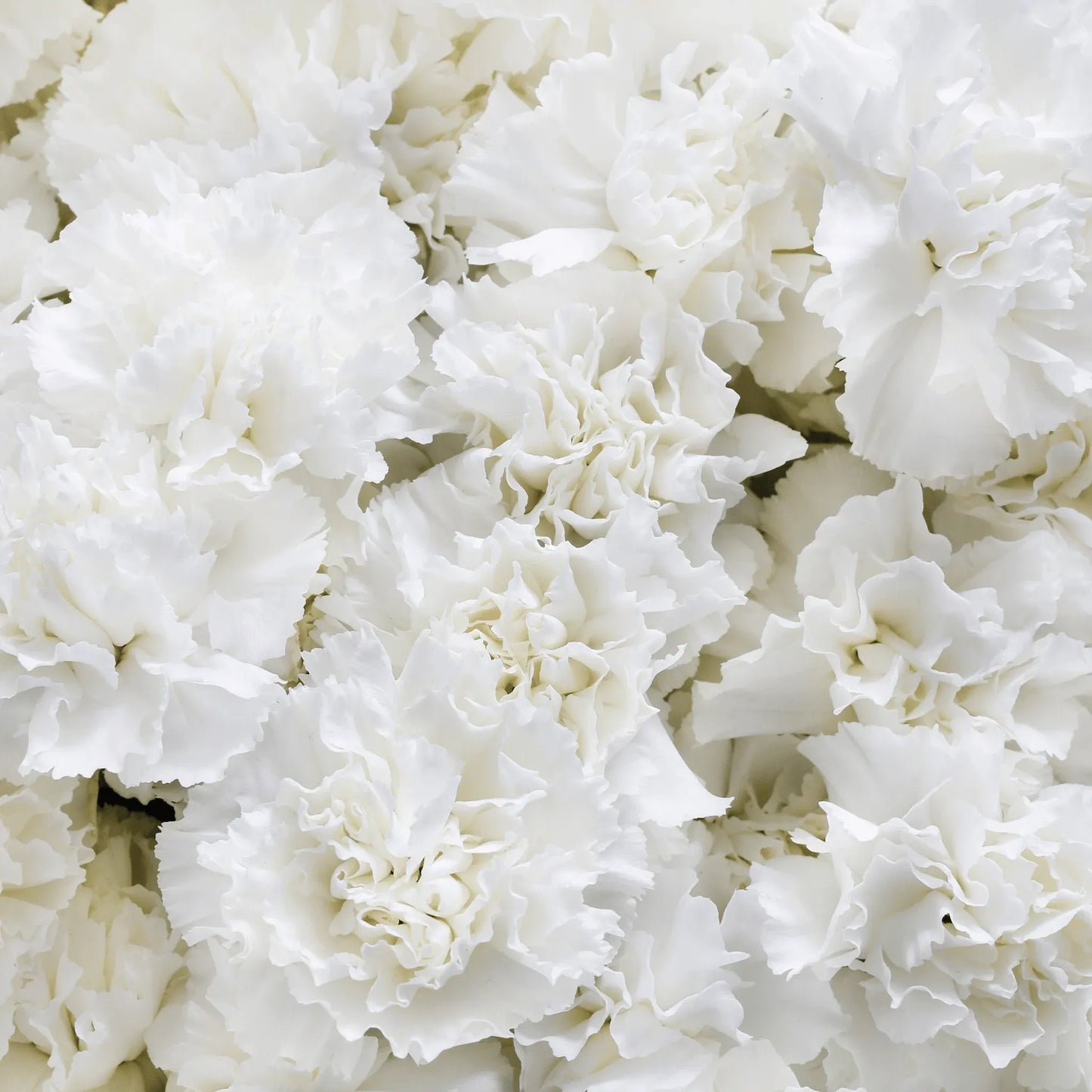 White Grenadin Carnation – 25 Seeds