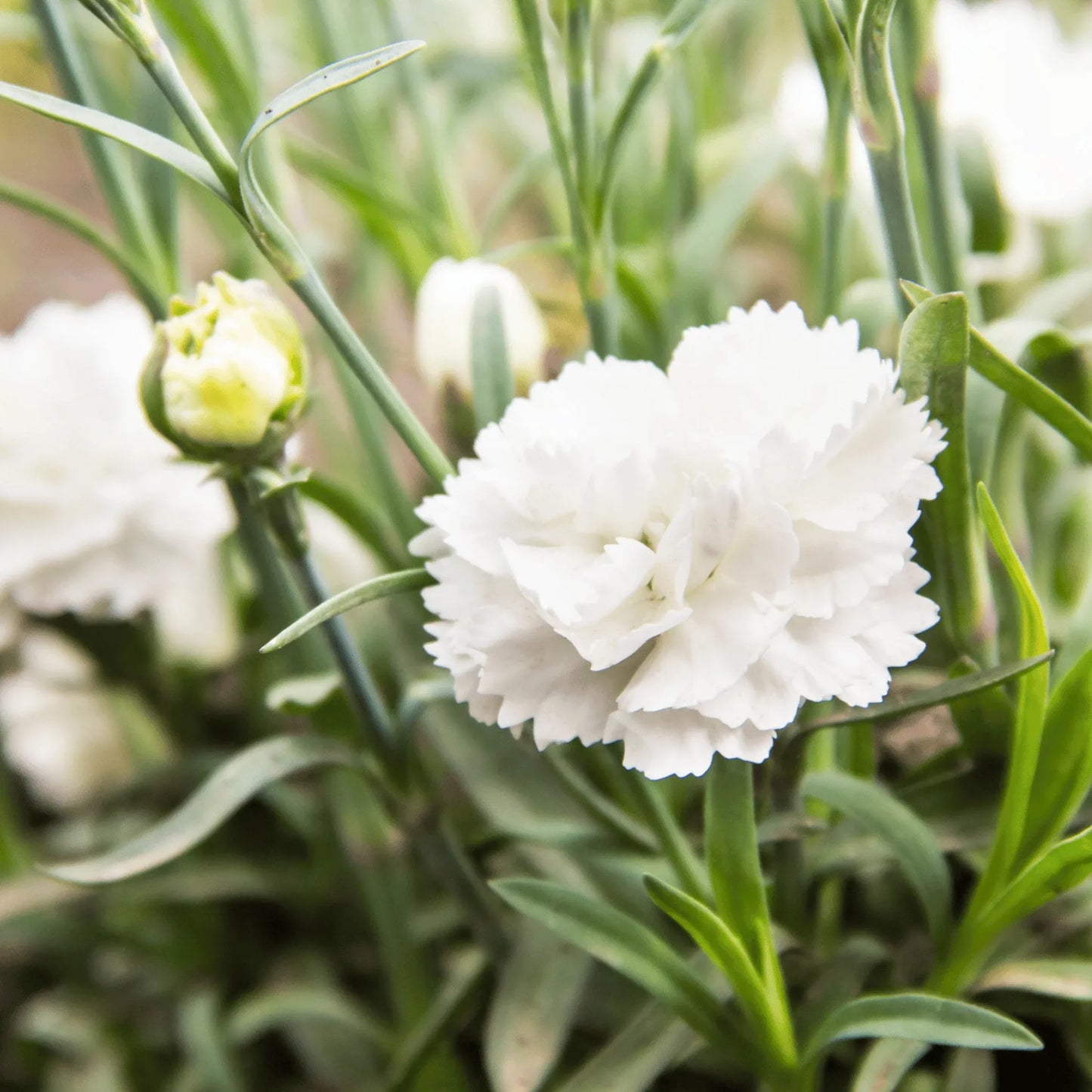 White Grenadin Carnation – 25 Seeds