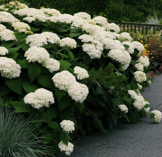 White Hydrangea Seeds - Beautiful Attractive Showy and Hardy Perennial Flowers