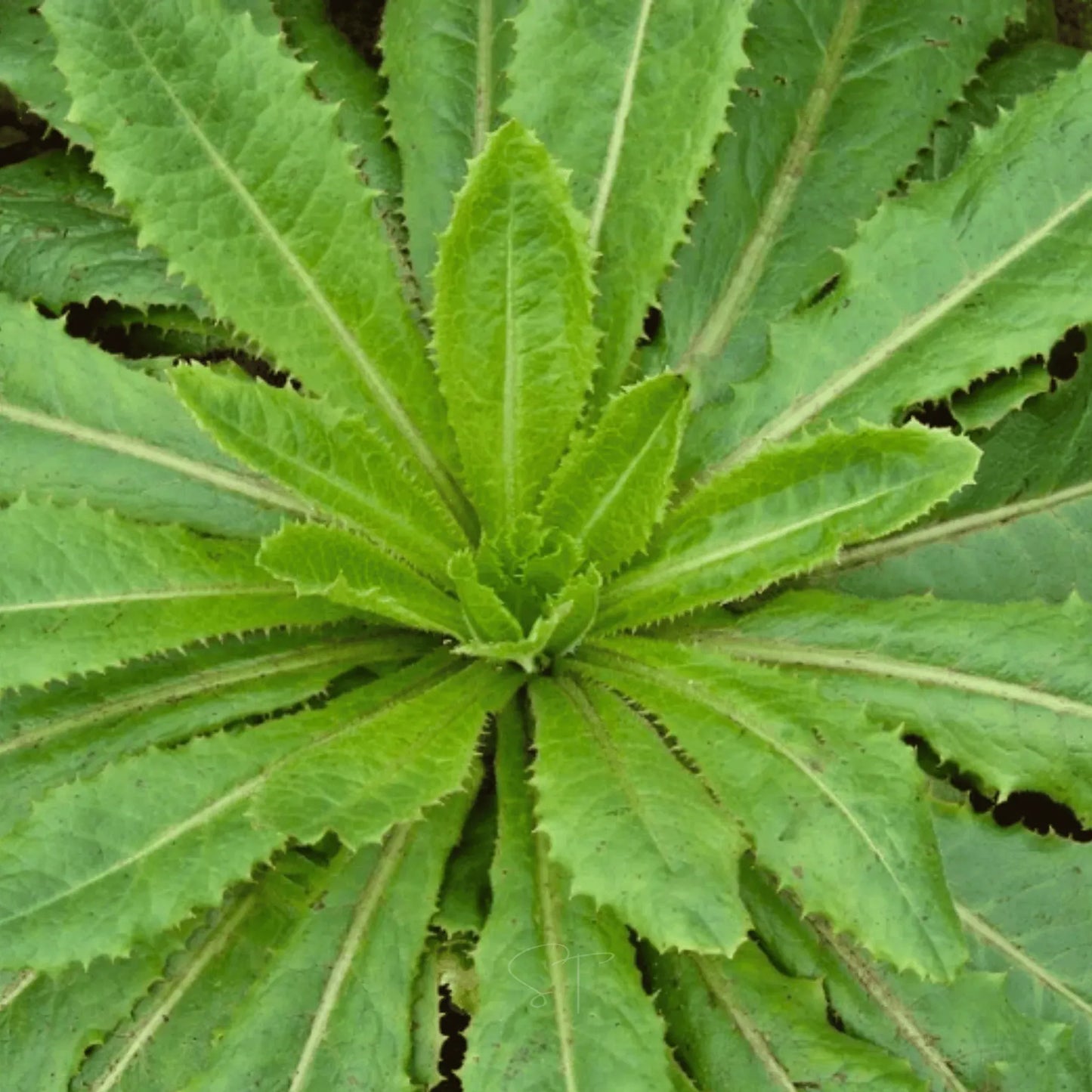 Wild Lettuce – 20 Seeds