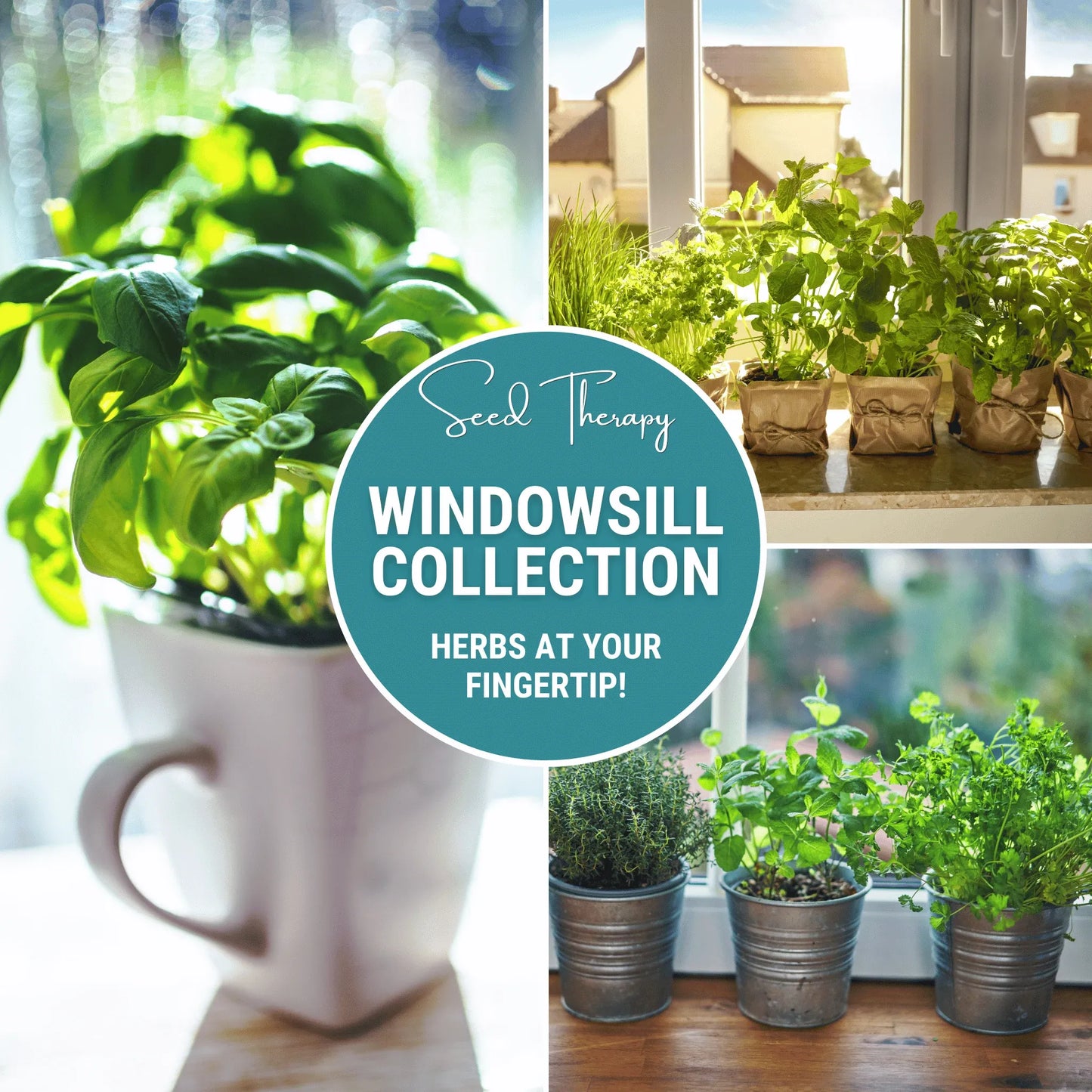Windowsill Herb Seed Collection – 6 Culinary Herbs