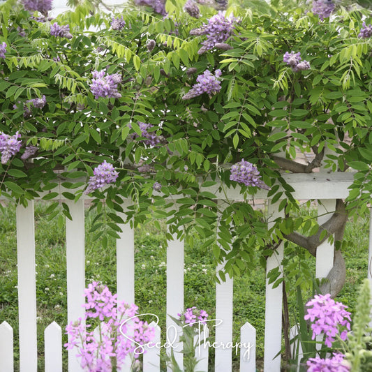 American Wisteria – 5 Seeds