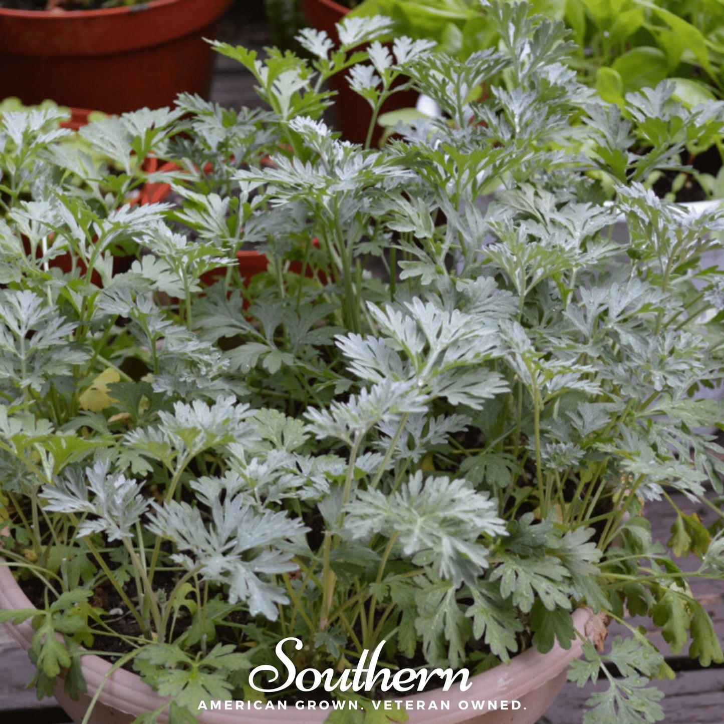 Wormwood – 200 Seeds