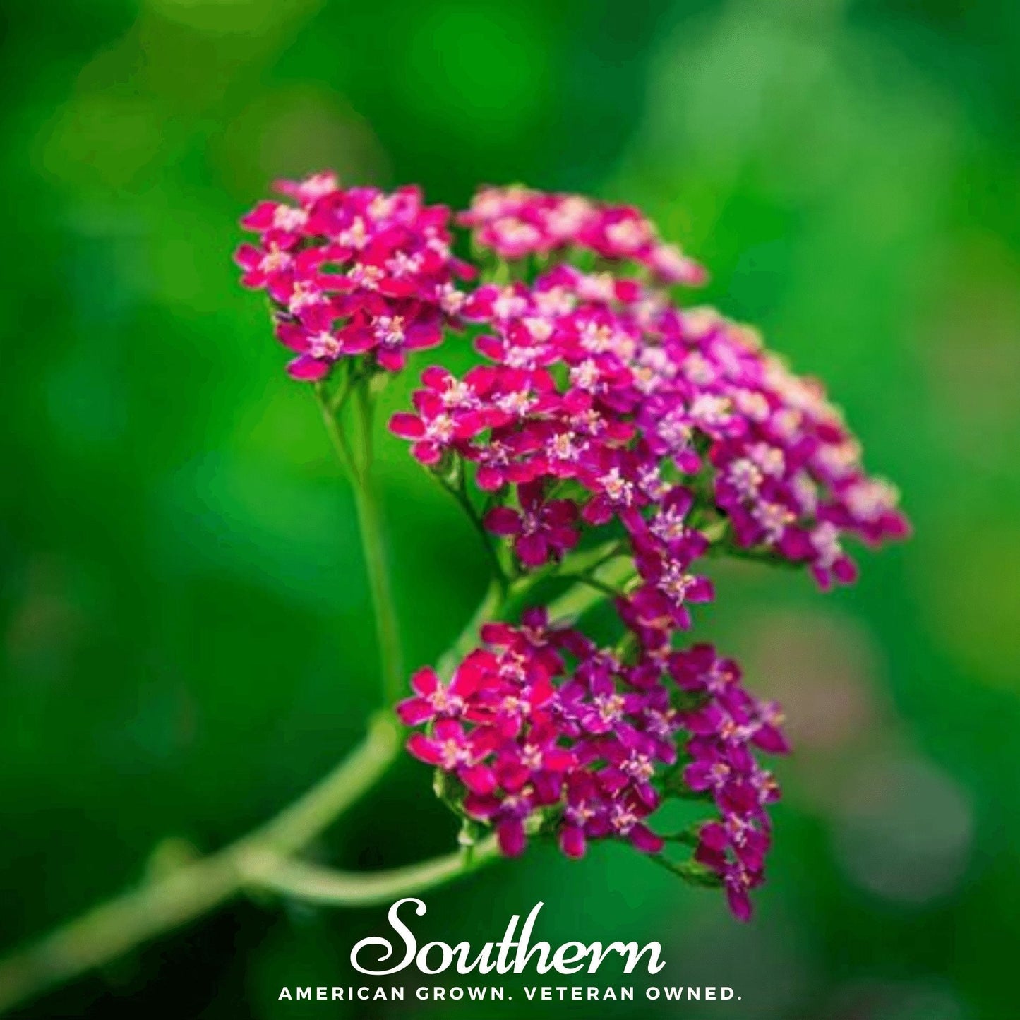 Cerise Queen Yarrow – 50 Seeds