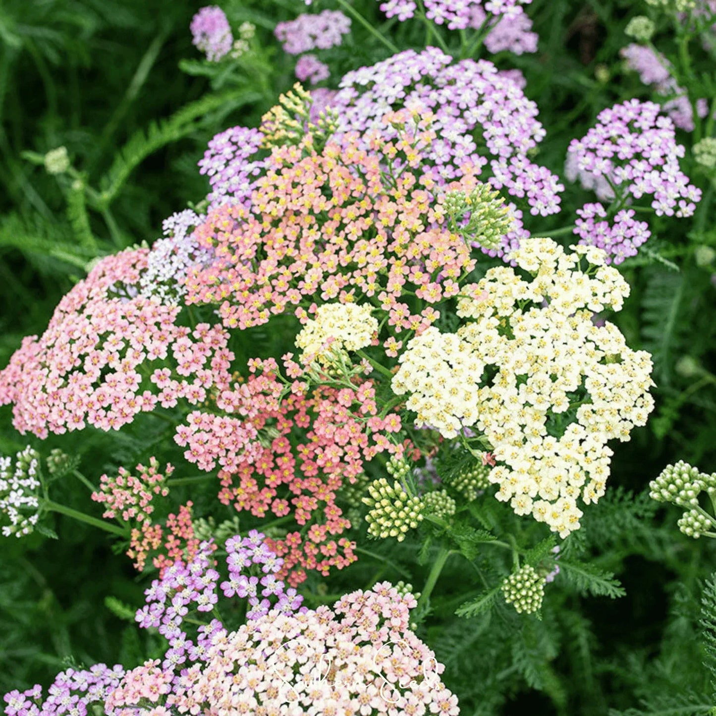 Colorado Mix Yarrow – 50 Seeds