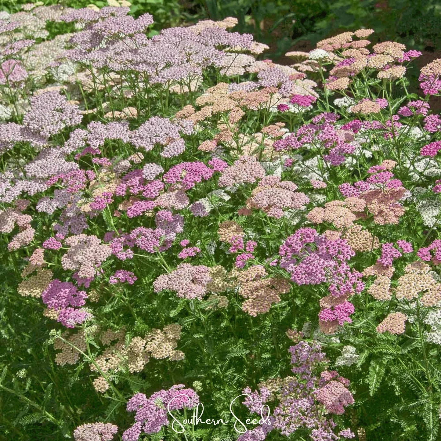 Colorado Mix Yarrow – 50 Seeds