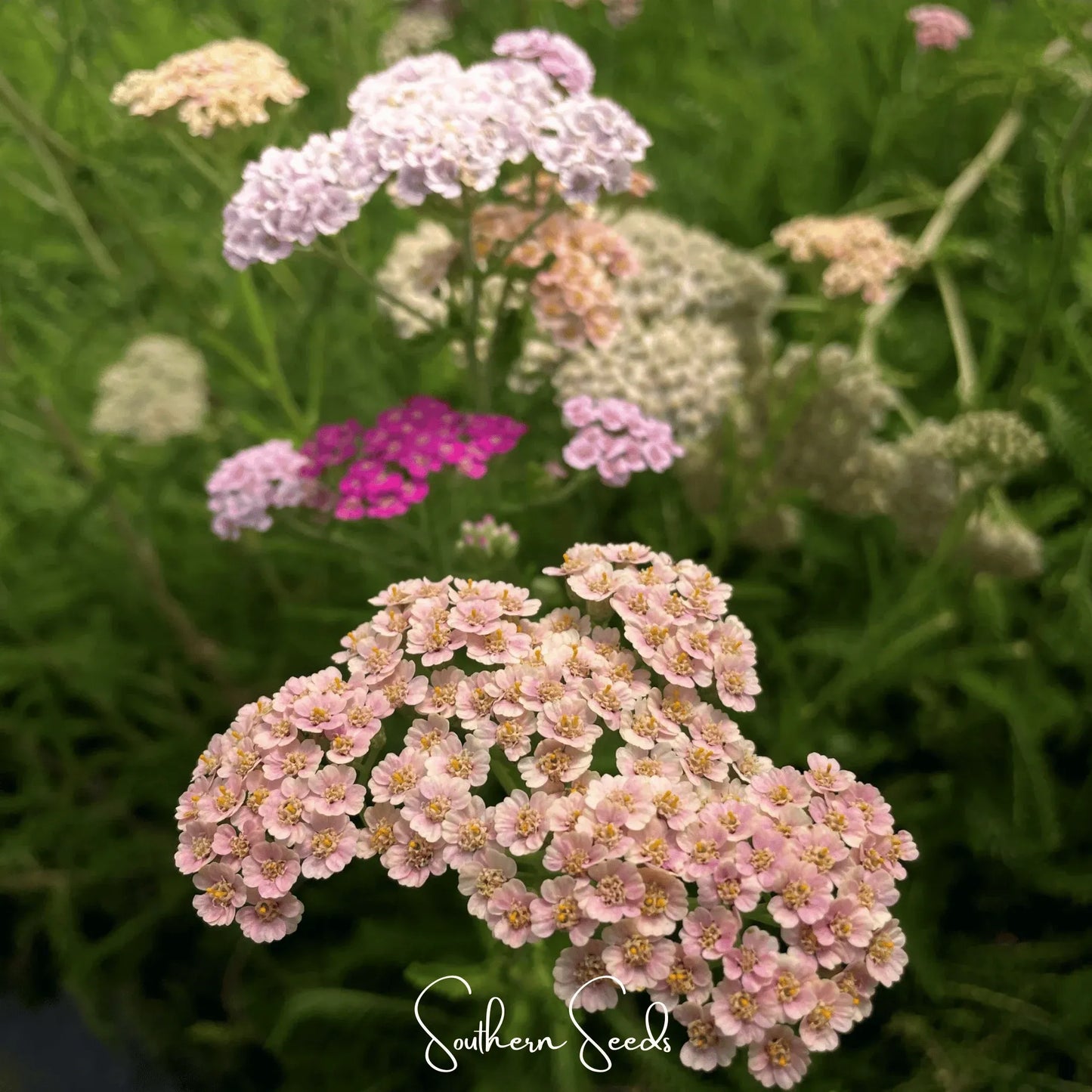 Colorado Mix Yarrow – 50 Seeds