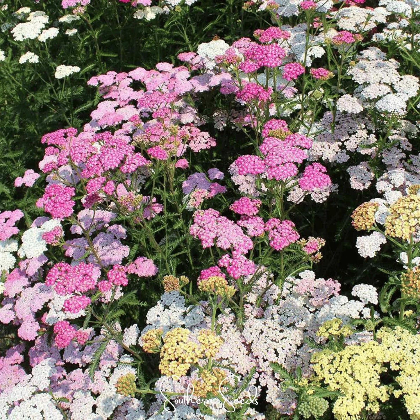 Colorado Mix Yarrow – 50 Seeds