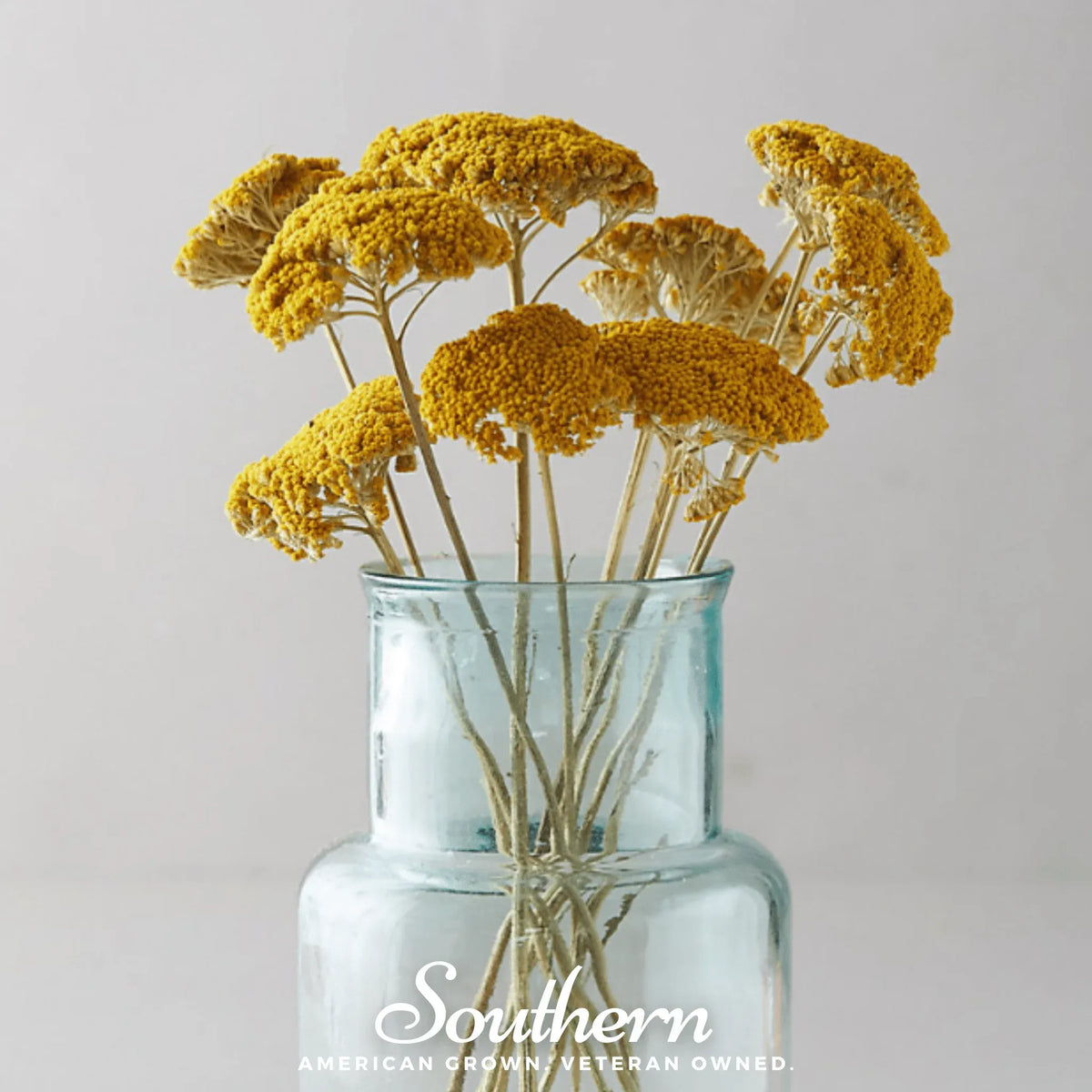 Golden Parker Yarrow – 100 Seeds - Plants + Seeds, Plants + Seeds » Unsorted Plants + Seeds, All Products, Products from Southern Seeds, 🏡 Home + Garden - Little Red General Store