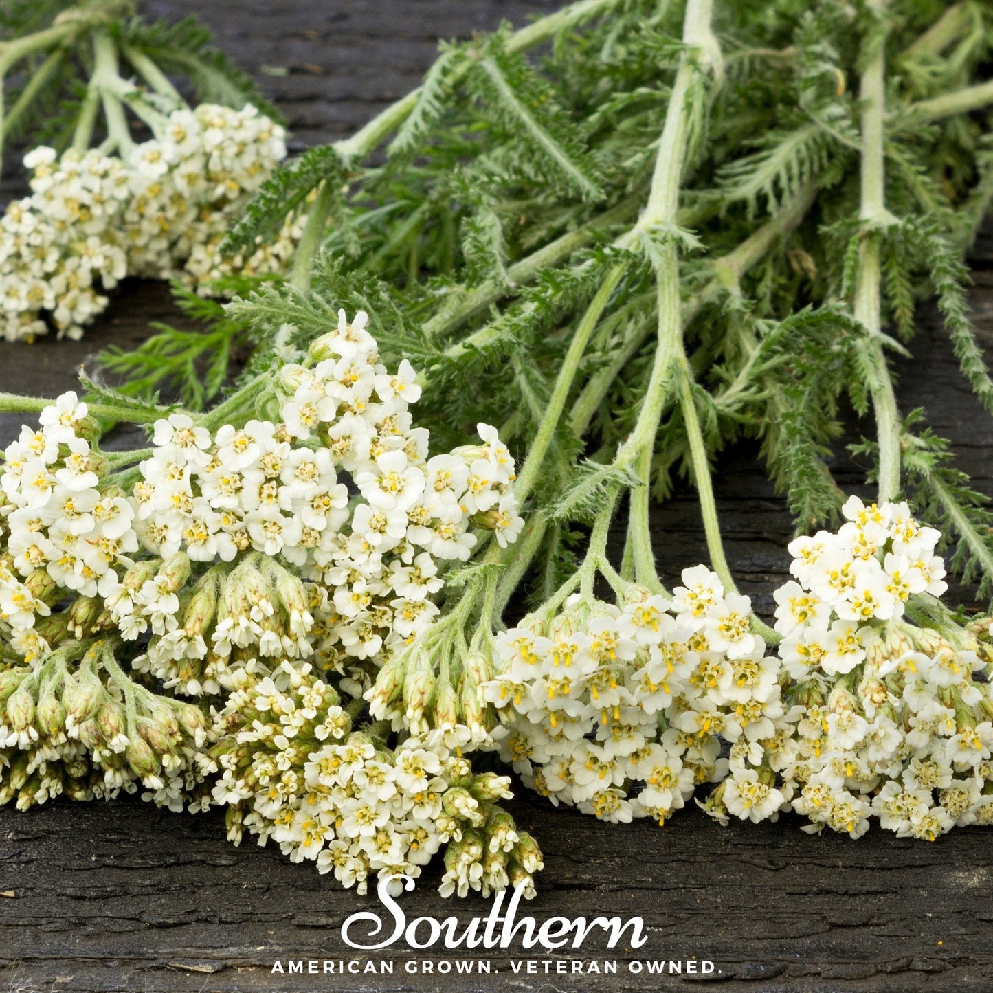White Yarrow – 100 Seeds