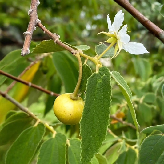 Strawberry Tree, Yellow (Muntingia calabura)