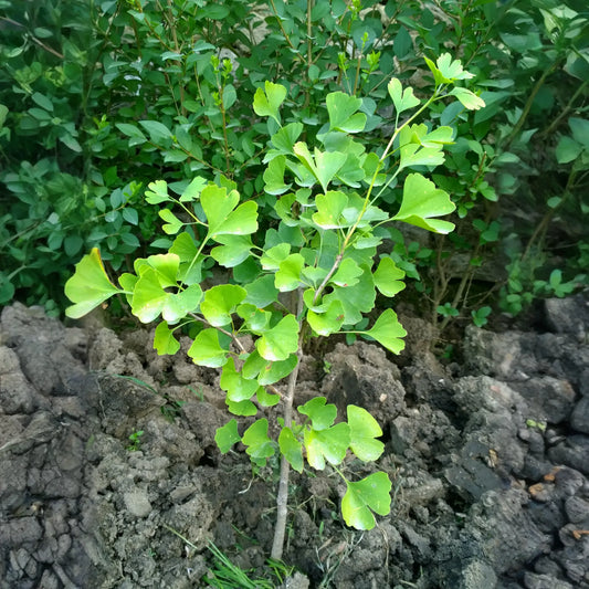 Ginkgo (Ginkgo biloba)