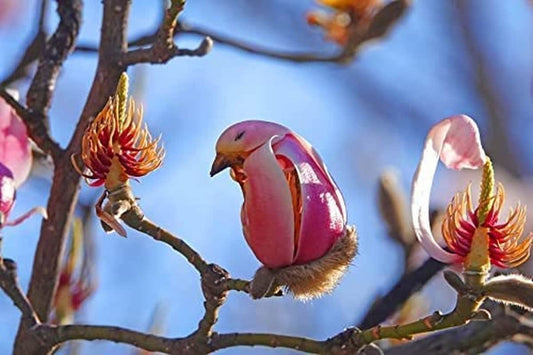 Yulan Magnolia Tree Seeds - 5 Seeds - Spring Buds Look like Pink Birds