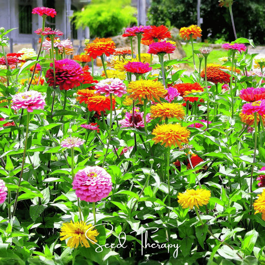 California Giants Zinnia – 100 Seeds