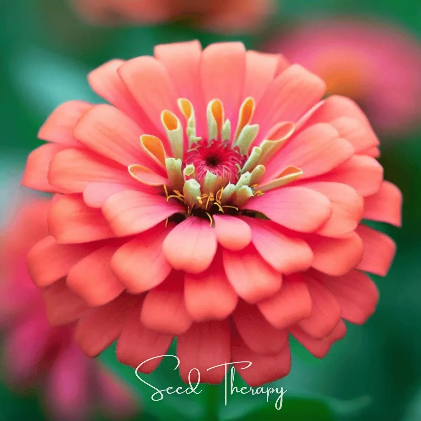 Coral Zinnia – 100 Seeds