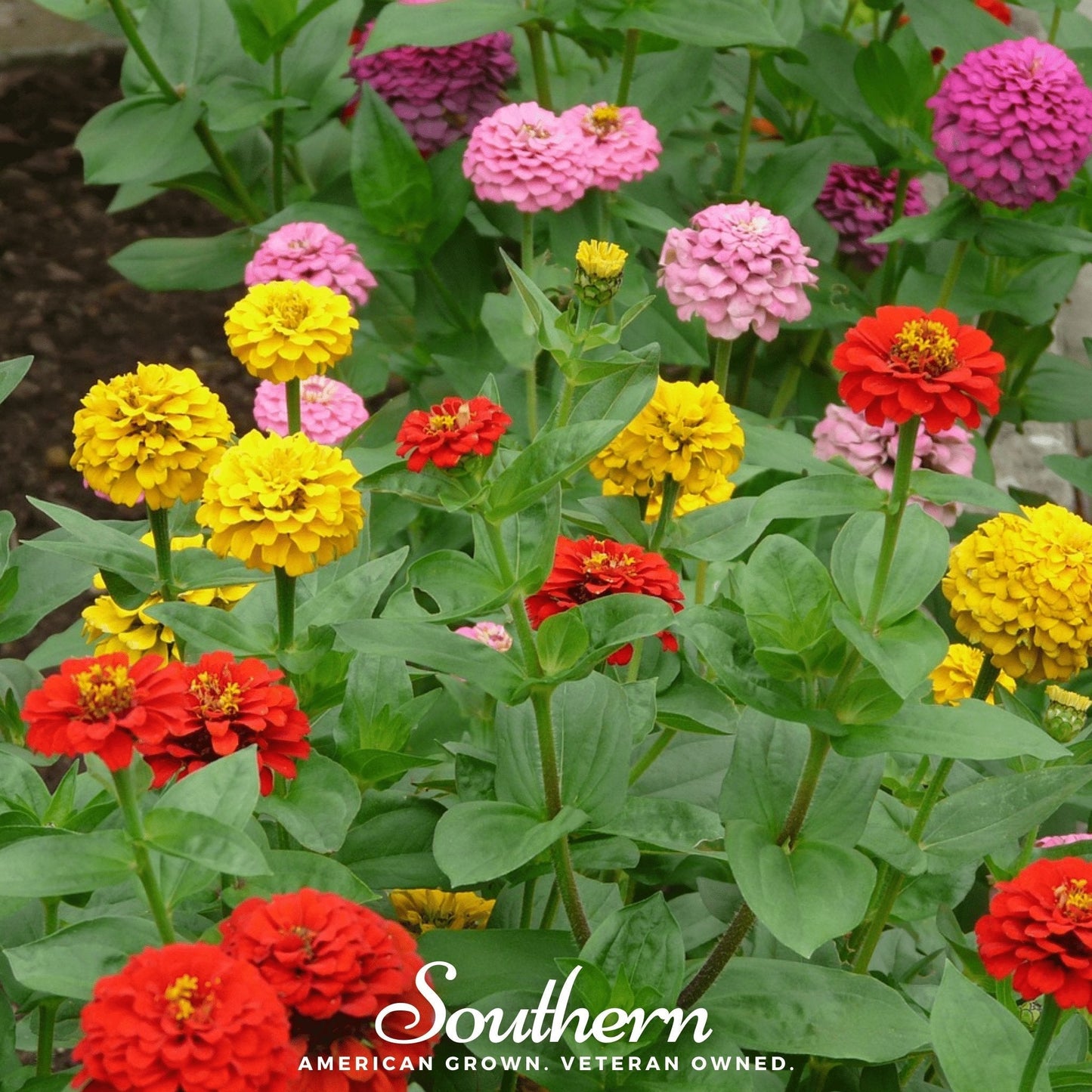Lilliput Zinnia – 100 Seeds