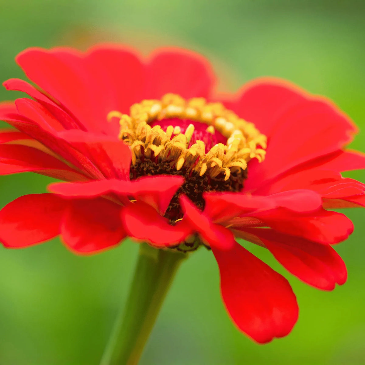 Meteor Zinnia – 100 Seeds