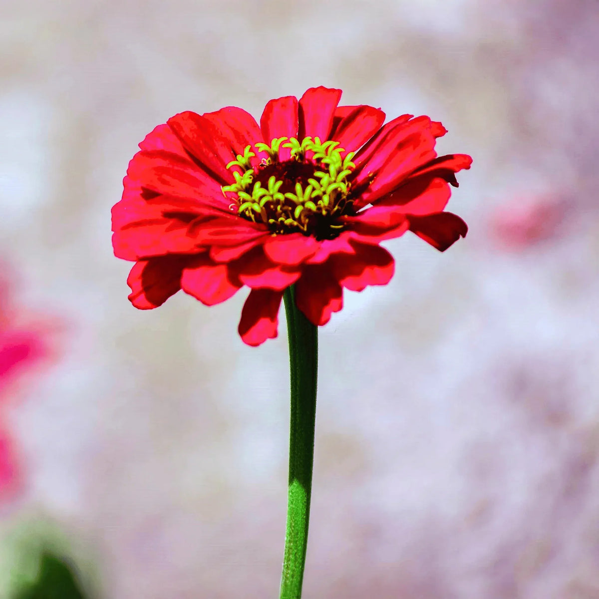 Meteor Zinnia – 100 Seeds
