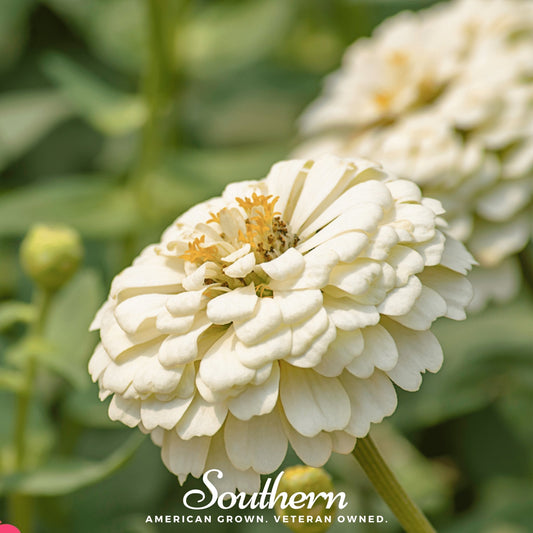 Polar Bear Zinnia – 100 Seeds