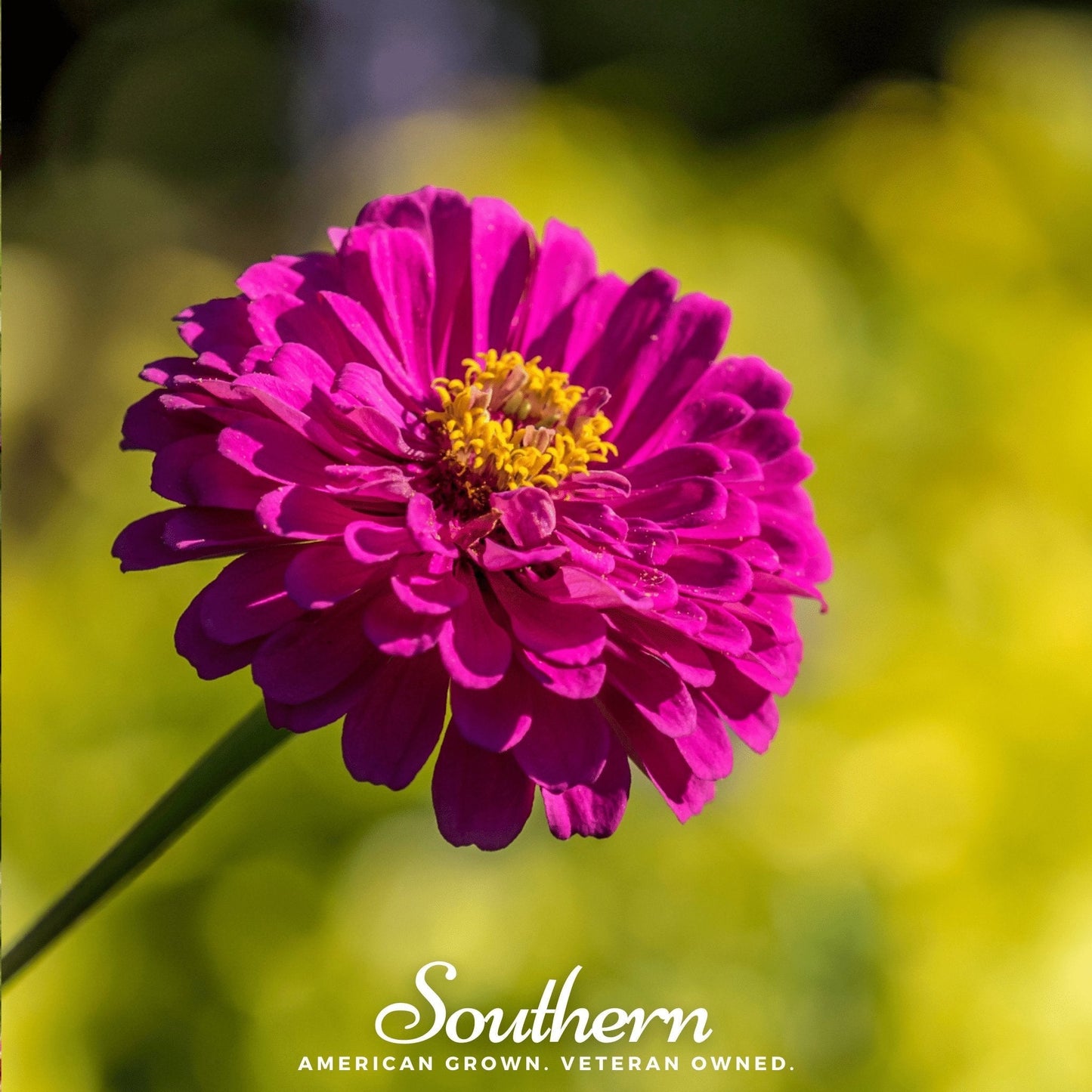 Purple Prince Zinnia – 100 Seeds